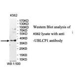 UBLCP1 Antibody from Signalway Antibody (39975) - Antibodies.com