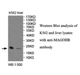 MAGOHB Antibody from Signalway Antibody (40016) - Antibodies.com