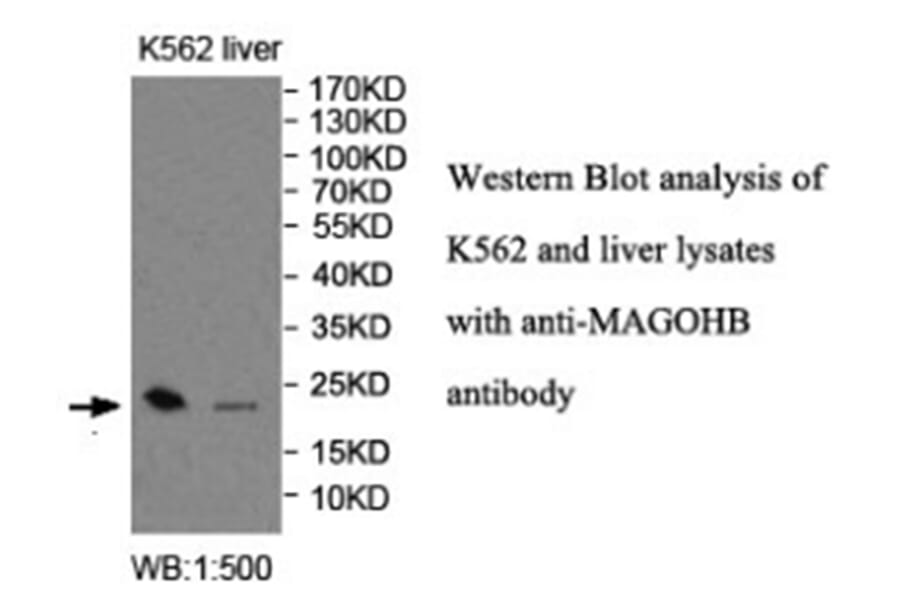 MAGOHB Antibody from Signalway Antibody (40016) - Antibodies.com