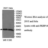 FKBP14 Antibody from Signalway Antibody (40038) - Antibodies.com