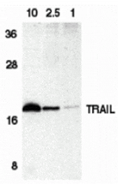 Western blot - Trail Antibody from Signalway Antibody (24009) - Antibodies.com