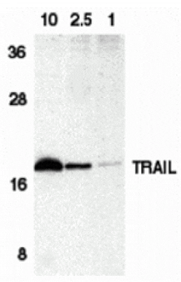 Western blot - Trail Antibody from Signalway Antibody (24009) - Antibodies.com