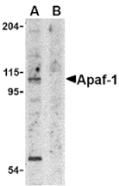 Western blot - Apaf1 Antibody from Signalway Antibody (24039) - Antibodies.com