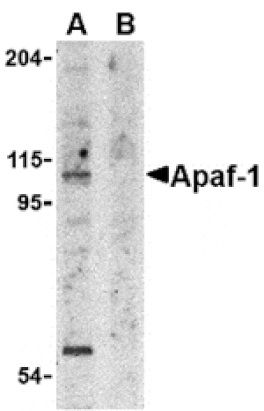 Western blot - Apaf1 Antibody from Signalway Antibody (24039) - Antibodies.com