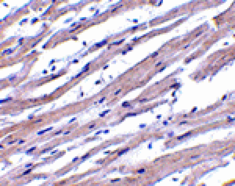 Immunohistochemistry - Apaf1 Antibody from Signalway Antibody (24039) - Antibodies.com