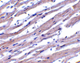 Immunohistochemistry - Apaf1 Antibody from Signalway Antibody (24039) - Antibodies.com