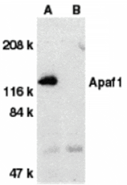 Western blot - Apaf1 Antibody from Signalway Antibody (24040) - Antibodies.com