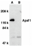 Western blot - Apaf1 Antibody from Signalway Antibody (24040) - Antibodies.com