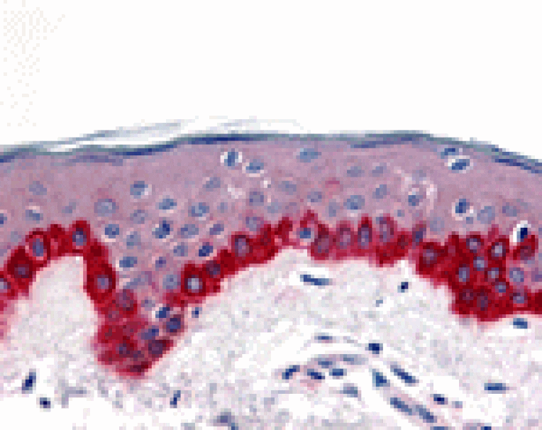 Immunohistochemistry - Apaf1 Antibody from Signalway Antibody (24040) - Antibodies.com
