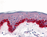 Immunohistochemistry - Apaf1 Antibody from Signalway Antibody (24040) - Antibodies.com