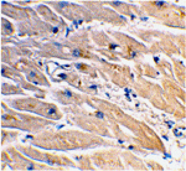 Immunohistochemistry - MYD88 Antibody from Signalway Antibody (24065) - Antibodies.com