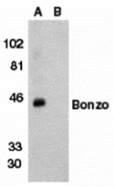 Western blot - Bonzo Antibody from Signalway Antibody (24083) - Antibodies.com