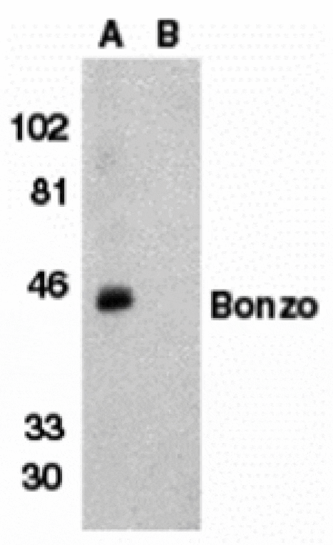 Western blot - Bonzo Antibody from Signalway Antibody (24083) - Antibodies.com