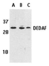 Western blot - DEDAF Antibody from Signalway Antibody (24091) - Antibodies.com