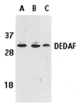 Western blot - DEDAF Antibody from Signalway Antibody (24091) - Antibodies.com