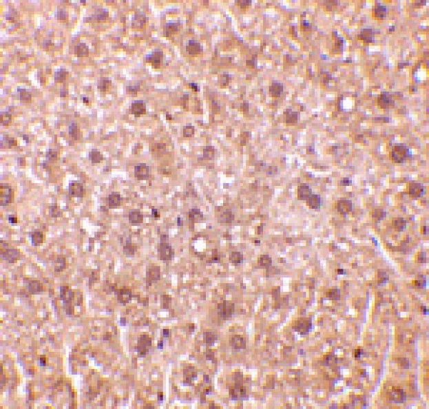 Immunohistochemistry - DEDAF Antibody from Signalway Antibody (24091) - Antibodies.com