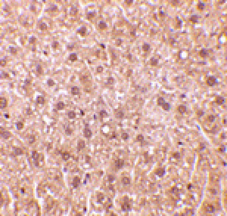 Immunohistochemistry - DEDAF Antibody from Signalway Antibody (24091) - Antibodies.com