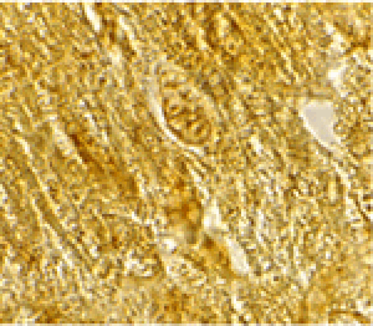 Immunohistochemistry - BACE2 Antibody from Signalway Antibody (24099) - Antibodies.com