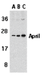 Western blot - APRIL Antibody from Signalway Antibody (24136) - Antibodies.com