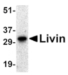 Western blot - Livin Antibody from Signalway Antibody (24156) - Antibodies.com