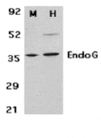Western blot - EndoG Antibody from Signalway Antibody (24172) - Antibodies.com