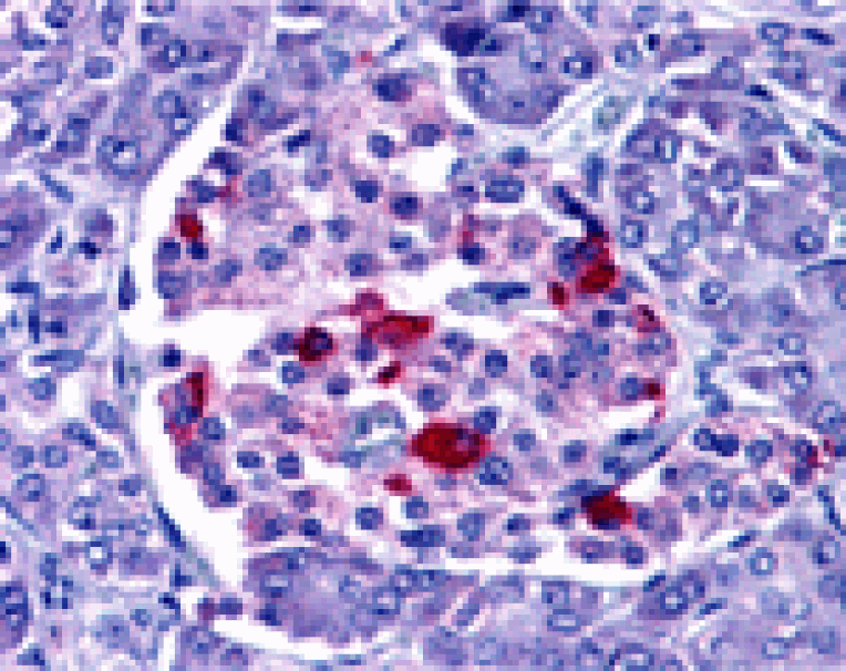 Immunohistochemistry - EndoG Antibody from Signalway Antibody (24172) - Antibodies.com