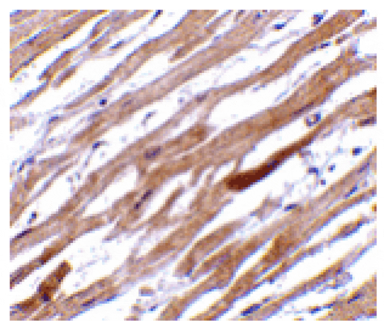 Immunohistochemistry - TIRAP Antibody from Signalway Antibody (24200) - Antibodies.com