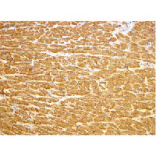 Immunohistochemistry - TIRAP Antibody from Signalway Antibody (24201) - Antibodies.com