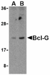 Western blot - Bcl-G Antibody from Signalway Antibody (24203) - Antibodies.com