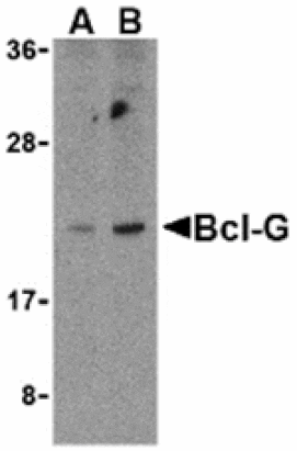Western blot - Bcl-G Antibody from Signalway Antibody (24203) - Antibodies.com