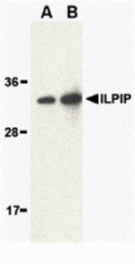 Western blot - ILPIP Antibody from Signalway Antibody (24210) - Antibodies.com