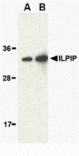 Western blot - ILPIP Antibody from Signalway Antibody (24210) - Antibodies.com
