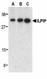 Western blot - ILPIP Antibody from Signalway Antibody (24211) - Antibodies.com