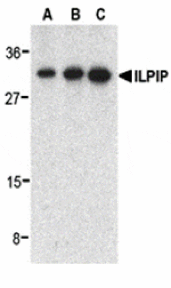 Western blot - ILPIP Antibody from Signalway Antibody (24211) - Antibodies.com