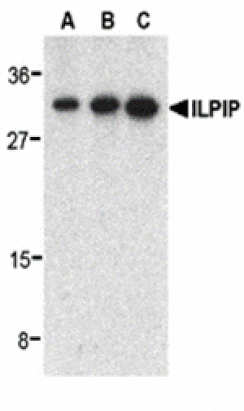 Western blot - ILPIP Antibody from Signalway Antibody (24211) - Antibodies.com