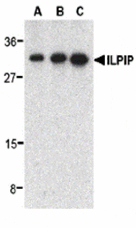 Western blot - ILPIP Antibody from Signalway Antibody (24211) - Antibodies.com