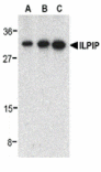 Western blot - ILPIP Antibody from Signalway Antibody (24211) - Antibodies.com