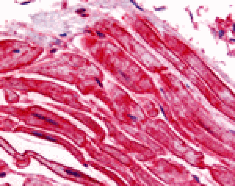 Immunohistochemistry - ILPIP Antibody from Signalway Antibody (24211) - Antibodies.com