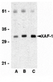 Western blot - XAF-1 Antibody from Signalway Antibody (24213) - Antibodies.com