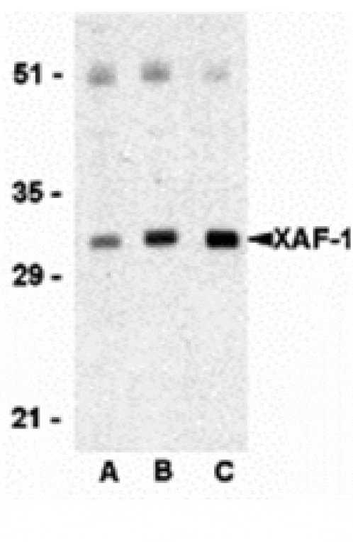 Western blot - XAF-1 Antibody from Signalway Antibody (24213) - Antibodies.com