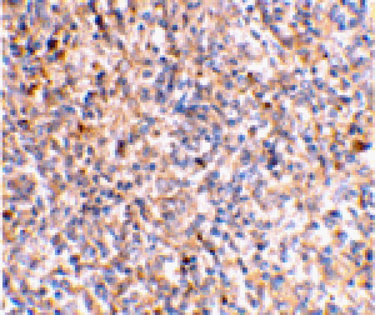 Immunohistochemistry - XAF-1 Antibody from Signalway Antibody (24213) - Antibodies.com