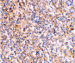 Immunohistochemistry - XAF-1 Antibody from Signalway Antibody (24213) - Antibodies.com