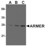 Western blot - ARMER Antibody from Signalway Antibody (24238) - Antibodies.com