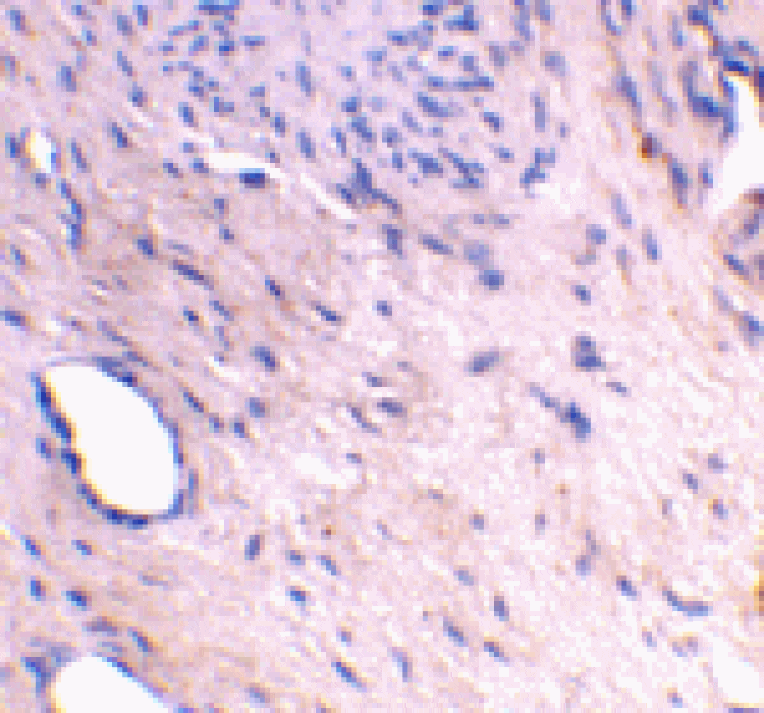 Immunohistochemistry - ARMER Antibody from Signalway Antibody (24238) - Antibodies.com