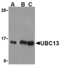 Western blot - UBC13 Antibody from Signalway Antibody (24258) - Antibodies.com