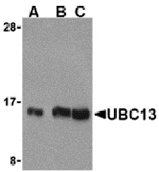 Western blot - UBC13 Antibody from Signalway Antibody (24258) - Antibodies.com