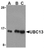 Western blot - UBC13 Antibody from Signalway Antibody (24258) - Antibodies.com