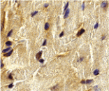 Immunohistochemistry - ECSIT Antibody from Signalway Antibody (24260) - Antibodies.com