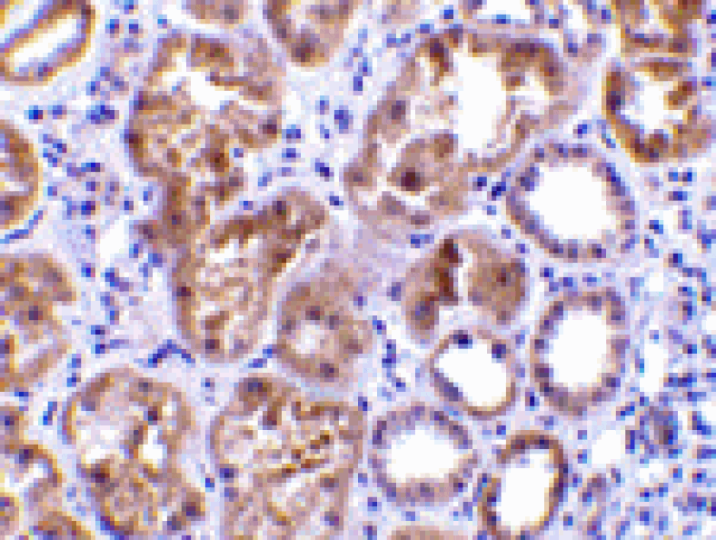Immunohistochemistry - CTRP1 Antibody from Signalway Antibody (24326) - Antibodies.com