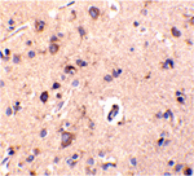 Immunohistochemistry - CTRP2 Antibody from Signalway Antibody (24327) - Antibodies.com
